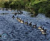 Canada Geese 9P51D-083